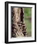 Raccoons (Racoons) (Procyon Lotor), 41 Day Old Young in Captivity, Sandstone, Minnesota, USA-James Hager-Framed Photographic Print