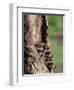 Raccoons (Racoons) (Procyon Lotor), 41 Day Old Young in Captivity, Sandstone, Minnesota, USA-James Hager-Framed Photographic Print