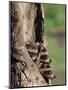 Raccoons (Racoons) (Procyon Lotor), 41 Day Old Young in Captivity, Sandstone, Minnesota, USA-James Hager-Mounted Photographic Print