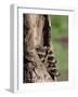 Raccoons (Racoons) (Procyon Lotor), 41 Day Old Young in Captivity, Sandstone, Minnesota, USA-James Hager-Framed Photographic Print