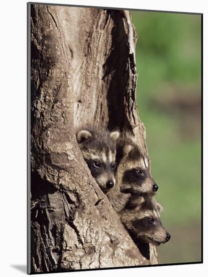 Raccoons (Racoons) (Procyon Lotor), 41 Day Old Young in Captivity, Sandstone, Minnesota, USA-James Hager-Mounted Photographic Print