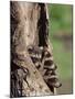 Raccoons (Racoons) (Procyon Lotor), 41 Day Old Young in Captivity, Sandstone, Minnesota, USA-James Hager-Mounted Photographic Print