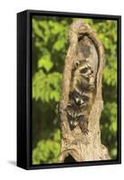 Raccoons-null-Framed Stretched Canvas