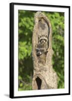 Raccoons-null-Framed Photographic Print