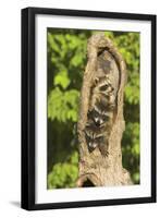 Raccoons-null-Framed Photographic Print