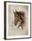 Race Horse I-Ruane Manning-Framed Art Print