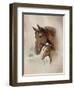 Race Horse I-Ruane Manning-Framed Art Print