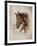 Race Horse I-Ruane Manning-Framed Art Print