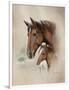 Race Horse I-Ruane Manning-Framed Art Print