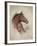 Race Horse II-Ruane Manning-Framed Premium Giclee Print