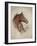 Race Horse II-Ruane Manning-Framed Art Print