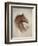 Race Horse II-Ruane Manning-Framed Art Print