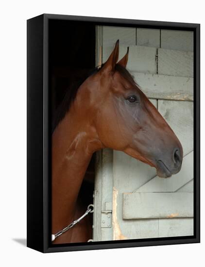 Race Horse in Barn, Saratoga Springs, New York, USA-Lisa S. Engelbrecht-Framed Stretched Canvas