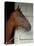 Race Horse in Barn, Saratoga Springs, New York, USA-Lisa S. Engelbrecht-Stretched Canvas