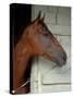 Race Horse in Barn, Saratoga Springs, New York, USA-Lisa S. Engelbrecht-Stretched Canvas