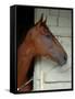 Race Horse in Barn, Saratoga Springs, New York, USA-Lisa S. Engelbrecht-Framed Stretched Canvas