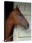 Race Horse in Barn, Saratoga Springs, New York, USA-Lisa S. Engelbrecht-Stretched Canvas