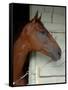 Race Horse in Barn, Saratoga Springs, New York, USA-Lisa S. Engelbrecht-Framed Stretched Canvas