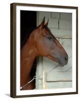 Race Horse in Barn, Saratoga Springs, New York, USA-Lisa S. Engelbrecht-Framed Premium Photographic Print