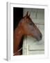 Race Horse in Barn, Saratoga Springs, New York, USA-Lisa S. Engelbrecht-Framed Premium Photographic Print