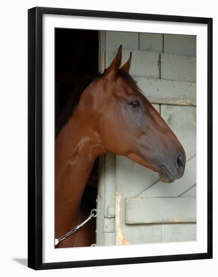 Race Horse in Barn, Saratoga Springs, New York, USA-Lisa S. Engelbrecht-Framed Premium Photographic Print