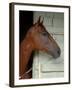 Race Horse in Barn, Saratoga Springs, New York, USA-Lisa S. Engelbrecht-Framed Premium Photographic Print