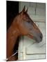 Race Horse in Barn, Saratoga Springs, New York, USA-Lisa S. Engelbrecht-Mounted Premium Photographic Print