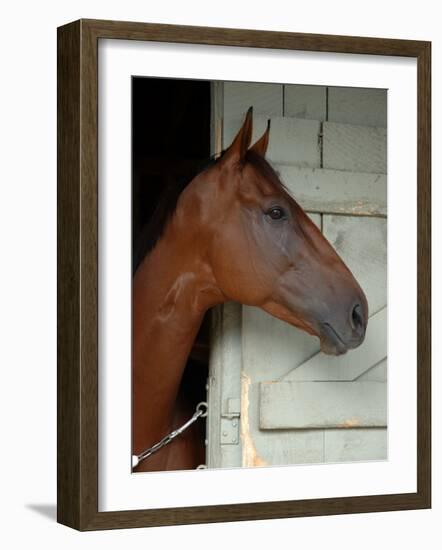 Race Horse in Barn, Saratoga Springs, New York, USA-Lisa S. Engelbrecht-Framed Photographic Print