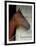 Race Horse in Barn, Saratoga Springs, New York, USA-Lisa S. Engelbrecht-Framed Photographic Print