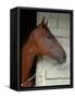 Race Horse in Barn, Saratoga Springs, New York, USA-Lisa S. Engelbrecht-Framed Stretched Canvas