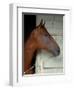 Race Horse in Barn, Saratoga Springs, New York, USA-Lisa S. Engelbrecht-Framed Premium Photographic Print