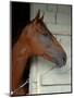 Race Horse in Barn, Saratoga Springs, New York, USA-Lisa S. Engelbrecht-Mounted Premium Photographic Print