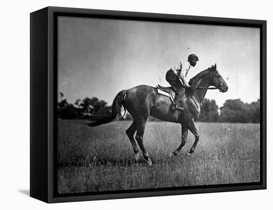 Race Horse Man O' War-null-Framed Stretched Canvas