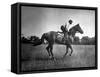 Race Horse Man O' War-null-Framed Stretched Canvas