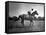 Race Horse Man O' War-null-Framed Stretched Canvas