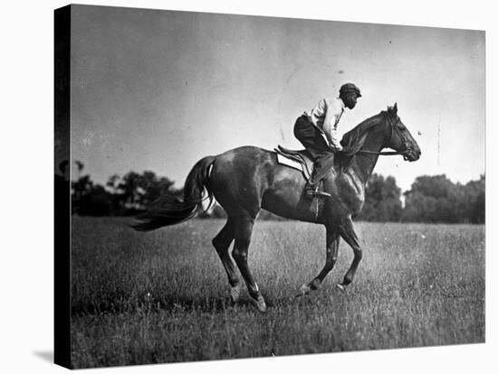 Race Horse Man O' War-null-Stretched Canvas