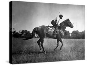 Race Horse Man O' War-null-Stretched Canvas