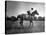 Race Horse Man O' War-null-Stretched Canvas