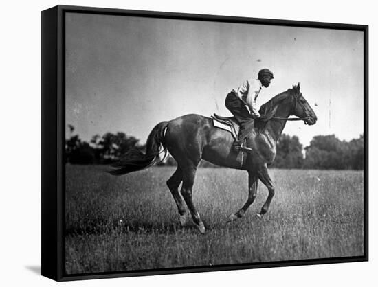 Race Horse Man O' War-null-Framed Stretched Canvas