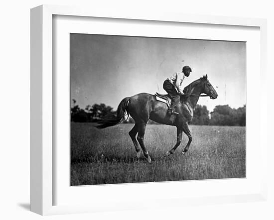 Race Horse Man O' War-null-Framed Photographic Print