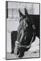 Race Horse Seattle Slew Poking His Head from Stall-null-Mounted Photographic Print