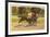 Race Horses, Saratoga Springs, New York-null-Framed Art Print