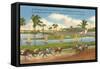 Race Track, Hollywood, Florida-null-Framed Stretched Canvas