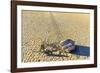 Race Track Rocks, Death Valley, California.-John Ford-Framed Photographic Print