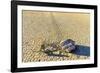 Race Track Rocks, Death Valley, California.-John Ford-Framed Photographic Print