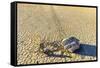 Race Track Rocks, Death Valley, California.-John Ford-Framed Stretched Canvas