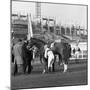 Racehorse and Jockey in Front of Doncaster Racecourse Grandstand, South Yorkshire, 1969-Michael Walters-Mounted Photographic Print