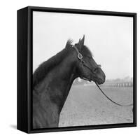 Racehorse Begins Training-null-Framed Stretched Canvas