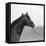 Racehorse Begins Training-null-Framed Stretched Canvas