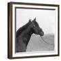 Racehorse Begins Training-null-Framed Giclee Print